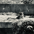 WHITE TIGER
