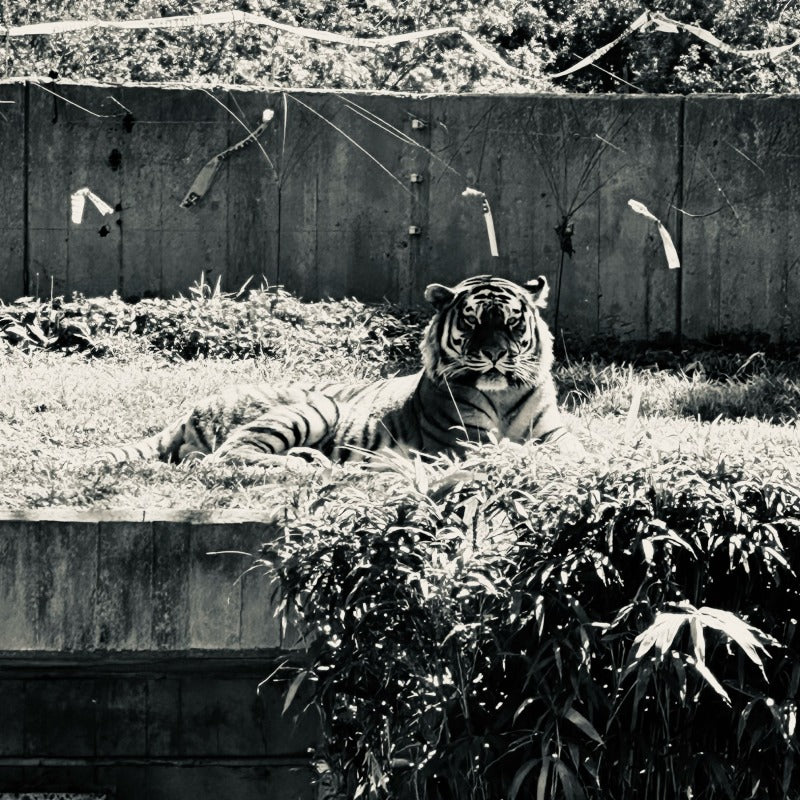 WHITE TIGER