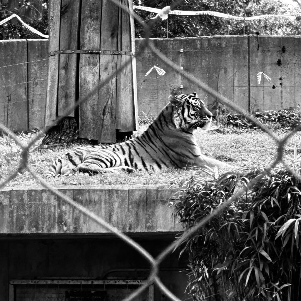 WHITE TIGER